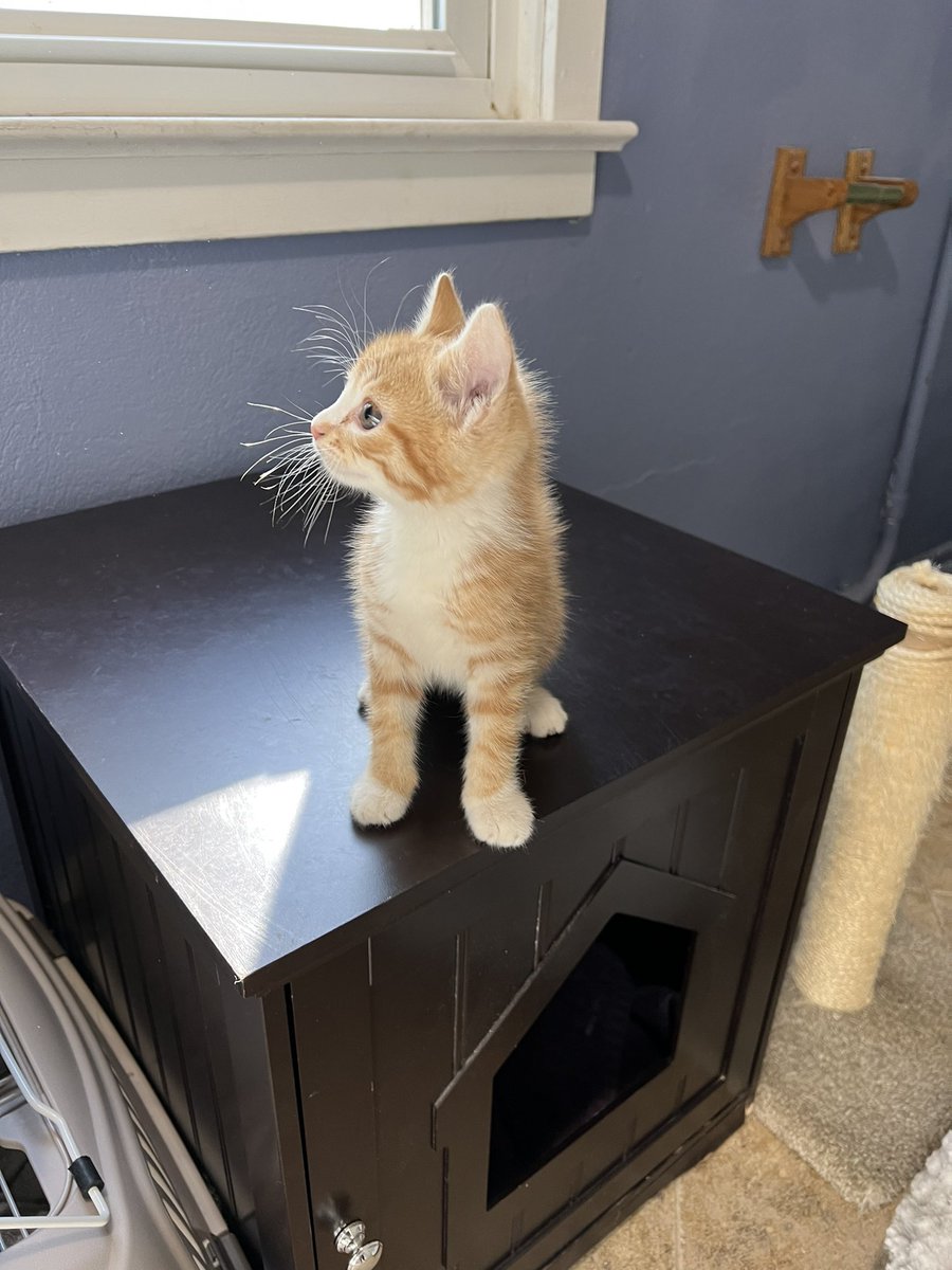 laaurenwillard's tweet photo. Look at this cutie little face tho 🥹 https://t.co/mL9TfE1aGS
