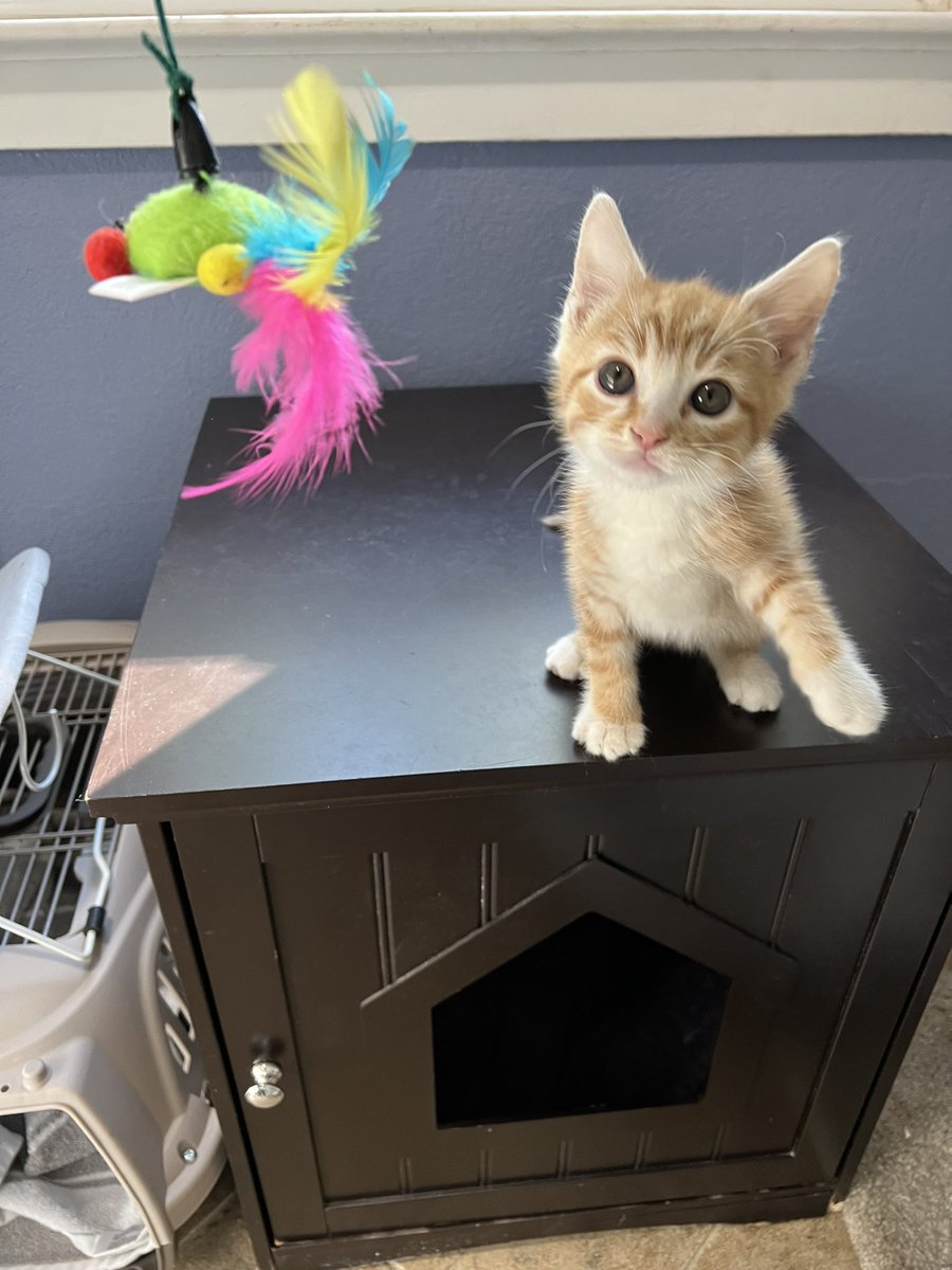 laaurenwillard's tweet photo. Look at this cutie little face tho 🥹 https://t.co/mL9TfE1aGS