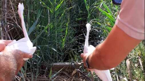 GVAparcs's tweet photo. 🦆Noves veïnes des de hui al #PNSalinesSantaPola: dos garsetes blanques que s'han curat al Centre de Recuperació de Fauna d'Alacant
🦆Nuevas vecinas desde hoy en el #PNSalinesSantaPola: dos garcetas comunes que se han curado en el Centro de Recuperación de Fauna de Alicante https://t.co/vhHjBAhnqH