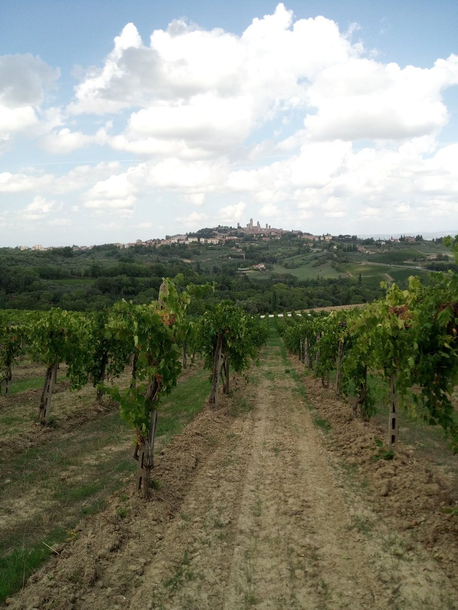 SignanoSangi's tweet photo. Partiti. Iniziata oggi la vendemmia 2022. #Vernaccia di #sangimignano #bio. @vernacciasg @ViniBiopuntobio @vinitalyclub https://t.co/VtSl2NyiF1