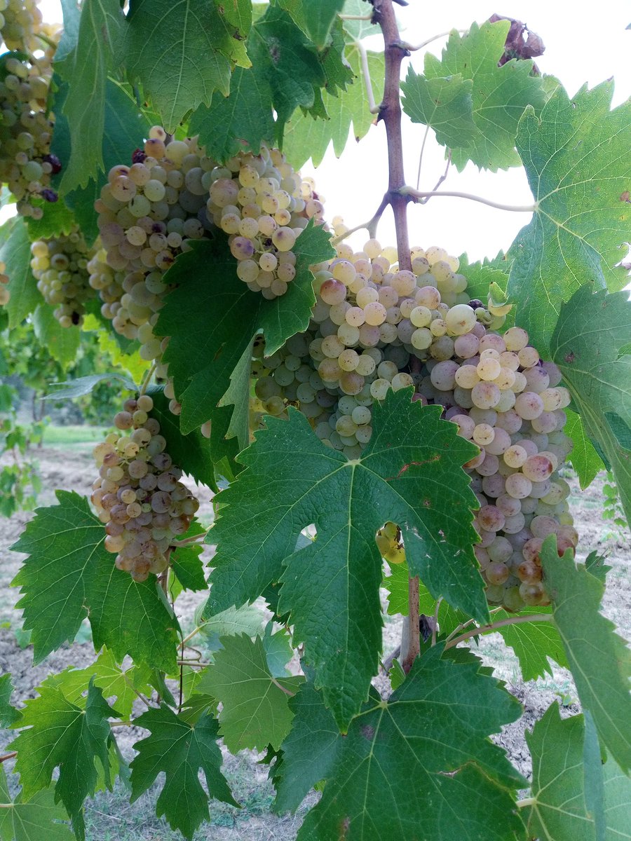 SignanoSangi's tweet photo. Partiti. Iniziata oggi la vendemmia 2022. #Vernaccia di #sangimignano #bio. @vernacciasg @ViniBiopuntobio @vinitalyclub https://t.co/VtSl2NyiF1