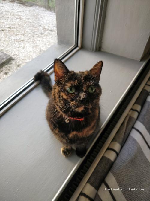 lostfoundpets's tweet photo. A male cat was lost on 22/07/2022 in Mountain Top, Calhame, #Letterkenny https://t.co/GPF8n9urxv #lpie https://t.co/yOFclI6hd7