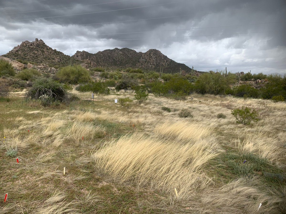 USGSAZ's tweet photo. #USGSRAMPS is developing ecosystem restoration guidance with #RestoreNet. Find out more: https://t.co/Vcn63A72VR 

#WildflowerWednesday #SonoranDesert #seedbasedrestoration  #USGS_SBSC https://t.co/wLI0kopg9T