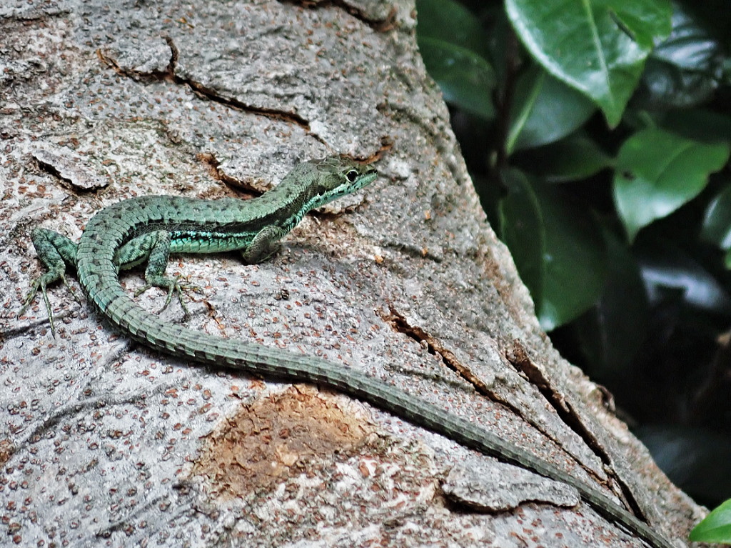kanahebi様 ニホンカナヘビ Takydromus tachydromoides