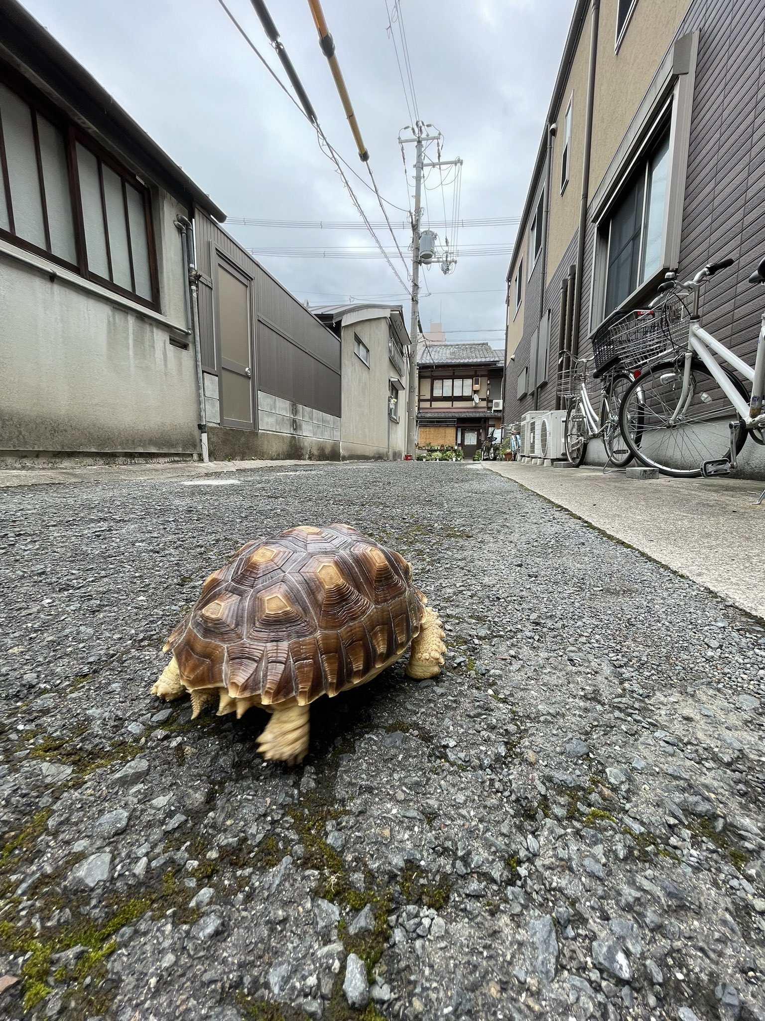 飼育日記 Twitter Search Twitter