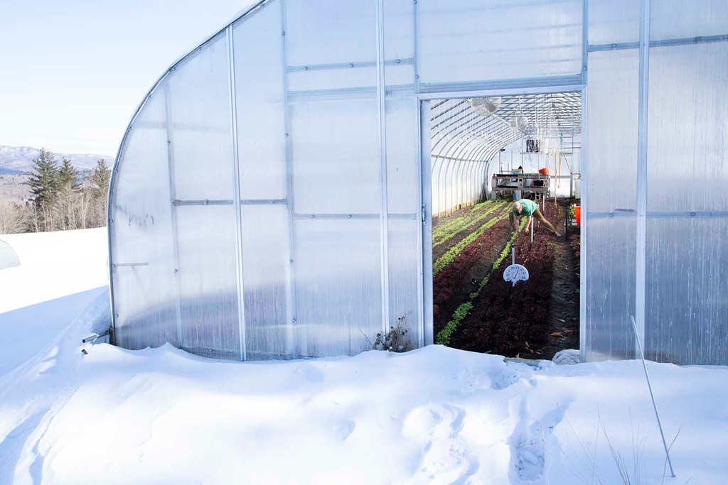 highmowingseeds's tweet photo. With the proper #seasonextension tools and adapted, resilient varieties, productivity can continue well into the #winter growing season.
Browse our great selection of overwintering crops at: https://t.co/UO5rjLpC0K ππ https://t.co/H07vbHyK7B