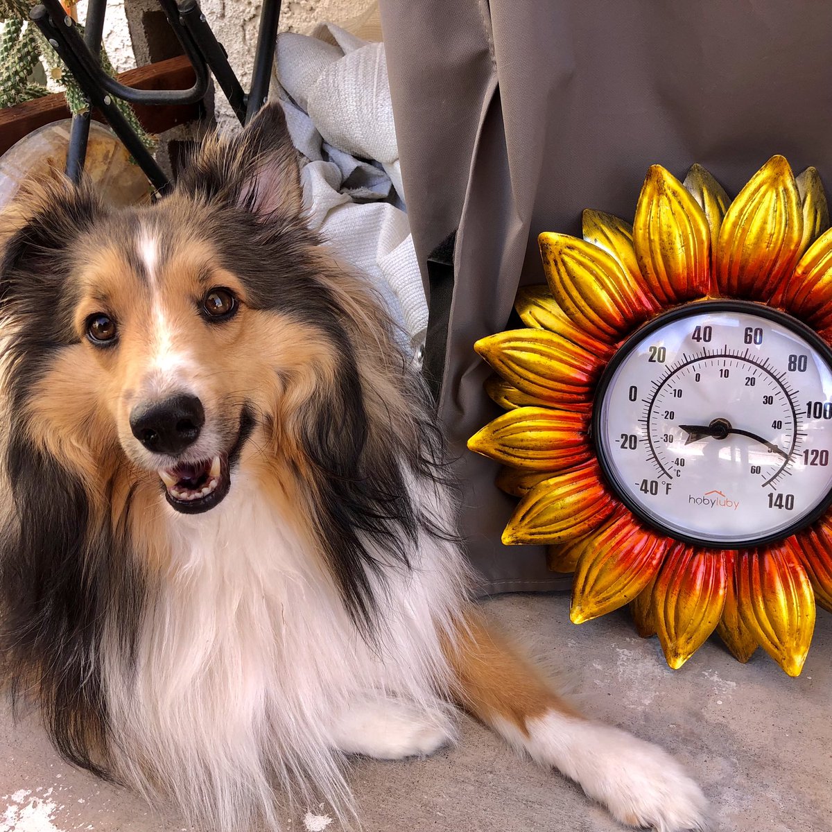 It is too hot for the thermometer! 😅🥵🤯😳
 #heatwave #Heatwave2022 #hot #Wednesday #Dog #DogsAreFamily #DogsofTwittter #sheltie #cute #CuteAnimals #Wednesdayvibe