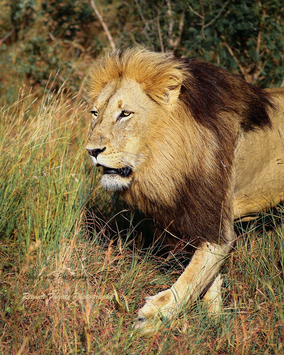 ReginaFugat's tweet photo. This is the Othawa male of the Mhangeni pride in Sabi Sands, South Africa. To most people the death of this lion (died, probably protecting his territory or fighting another male trying to take over his pride), is meaningless. However, he was a magnificent lion (think gene pool). https://t.co/zANTvc1NmT