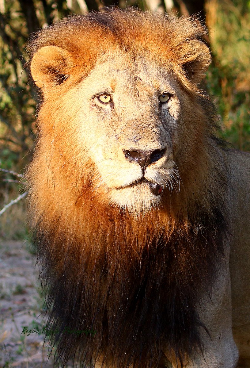 ReginaFugat's tweet photo. This is the Othawa male of the Mhangeni pride in Sabi Sands, South Africa. To most people the death of this lion (died, probably protecting his territory or fighting another male trying to take over his pride), is meaningless. However, he was a magnificent lion (think gene pool). https://t.co/zANTvc1NmT