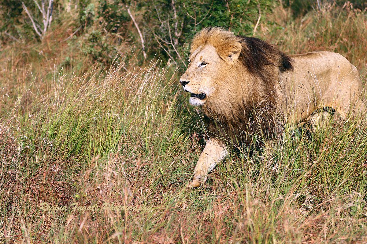 ReginaFugat's tweet photo. This is the Othawa male of the Mhangeni pride in Sabi Sands, South Africa. To most people the death of this lion (died, probably protecting his territory or fighting another male trying to take over his pride), is meaningless. However, he was a magnificent lion (think gene pool). https://t.co/zANTvc1NmT