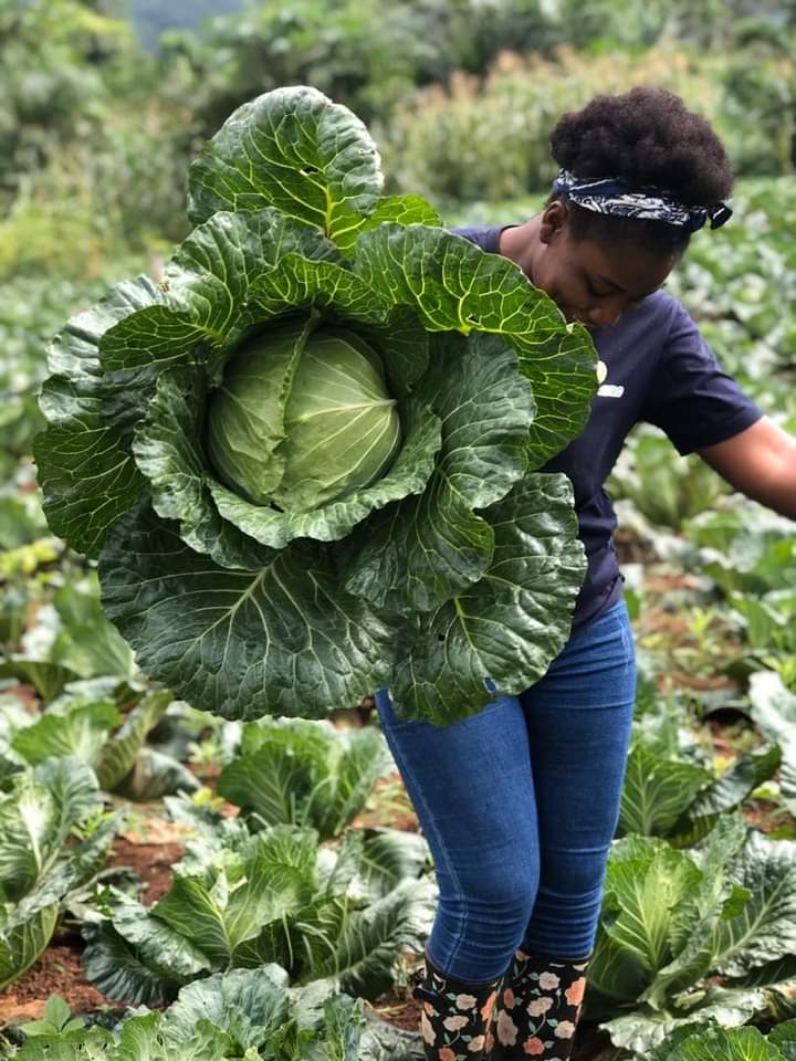 MpondaSabinus's tweet image. Cabbage farming is profitable.