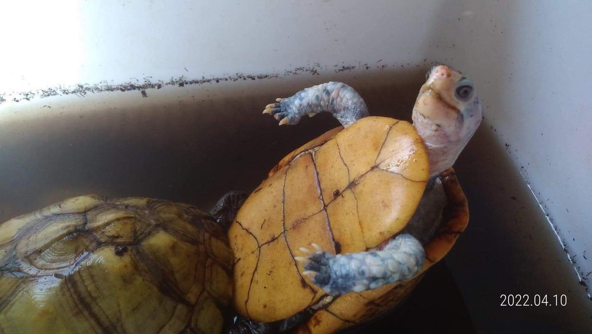 TurtleShops's tweet image. 生命的意義，在創造宇宙繼起之生命！
#americanboxturtle  #terrapene 
#yucatanboxturtle