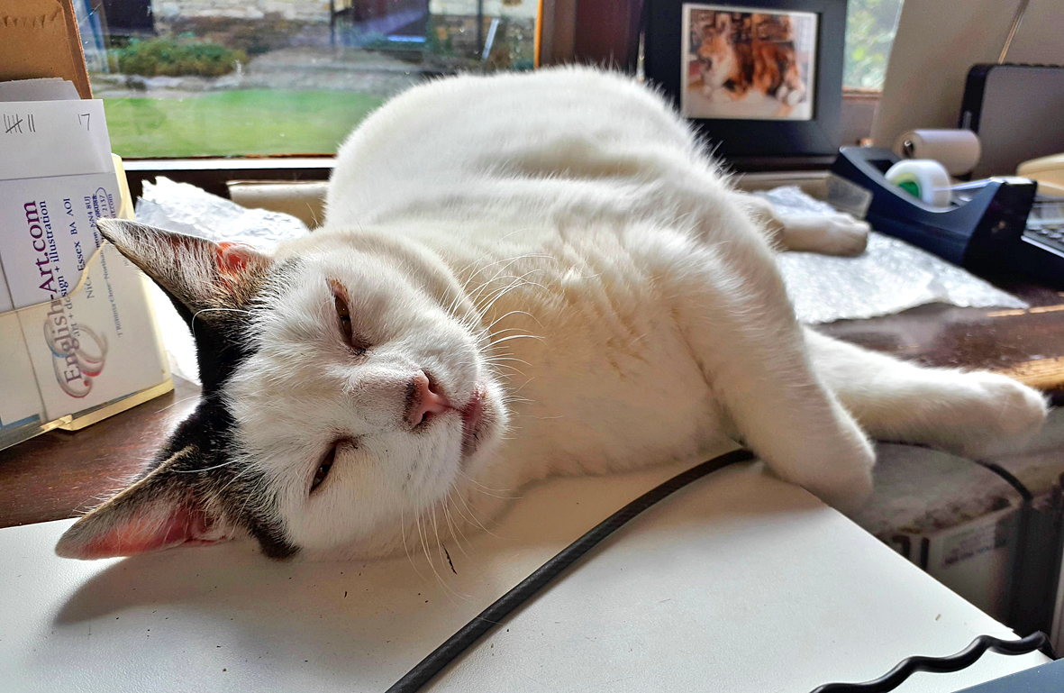 We have had a very busy morning editing pictures for the gallery website, time for a cat nap before we have our tea break.
#catsincharge #catsatwork #hayrack20 <a href="/OldDairyFarmNN7/">Old Dairy Farm NN7</a>