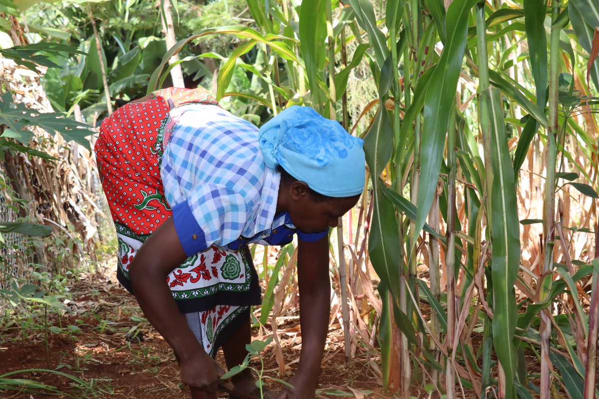 safiorganics's tweet photo. “For me faith is everything. When I first bought Safi Organics fertilizer, I was positive that it would work and I wasn't wrong,” says Esther W. Karani. “The yield of my crops has grown since using Safi Organics fertilizer. Now I earn 55% more." 
visit https://t.co/4fOdDksgyE https://t.co/0slEDUsfcj