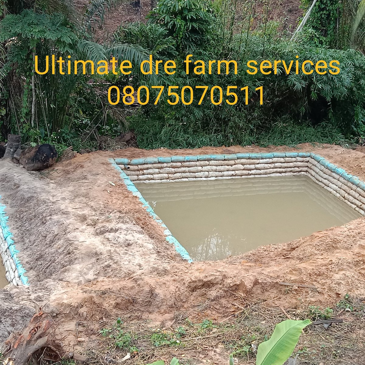 darebanjo6462's tweet photo. I'm always available for consultancy, construction of earthen ponds, catfish seedlings collection, feasibility study and farm set up. https://t.co/HriZmFMdEK