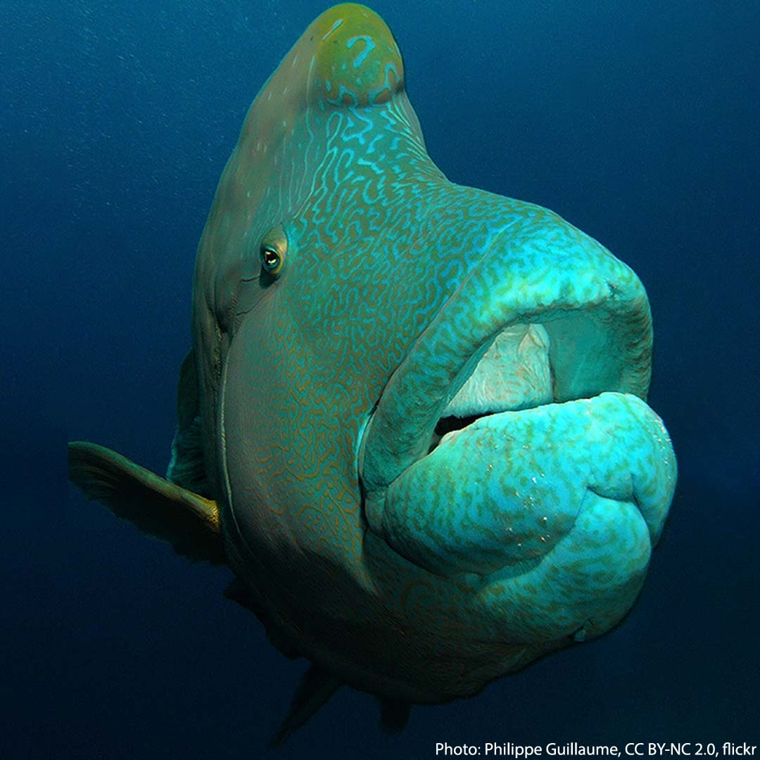 Fish With Big Lips Hires Stock Photography And Images, 59 OFF