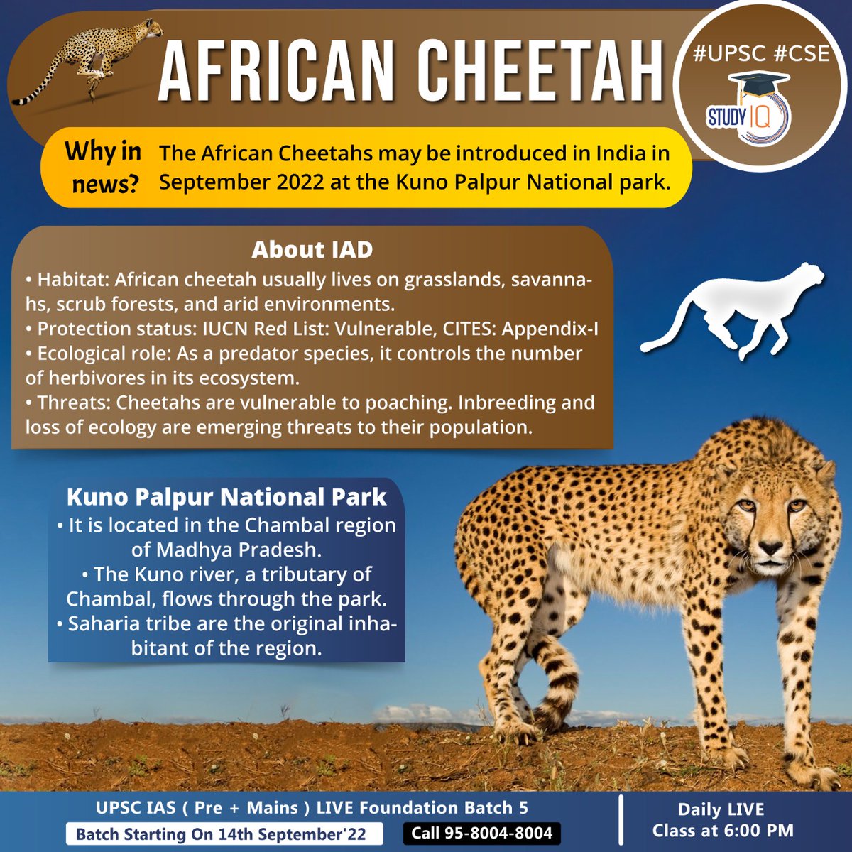 Newspoket's tweet photo. #African #Cheetah
#whyinnews #africancheetah #india #kunopalpur #nationalpark #iad #grasslands #savannahs #scrubforests #enviroments #iucn #cites #ecological #ecosystem #threatscheetahs #madhyapradesh #chambal #kunoriver #upsc #cse https://t.co/8iTD4fQZj5