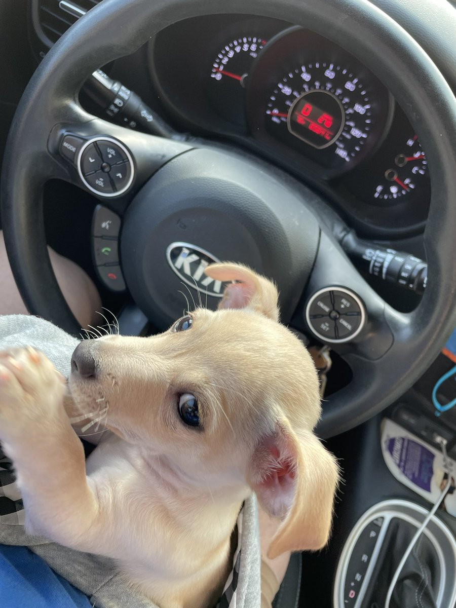 thepaiger's tweet photo. Reached peak small dog parent status on way to the vet this morning (2nd round shots/wellness). #4lbs #slightymighty #maximustucker https://t.co/HAKCX7hZxU