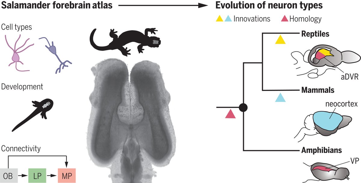 By comparing salamander brains with those of lizard, turtle, and mouse, researchers in a new Science study track the evolutionary innovations that gave rise to the mammalian six-layered neocortex, which salamanders do not have. fcld.ly/cwhp8oa