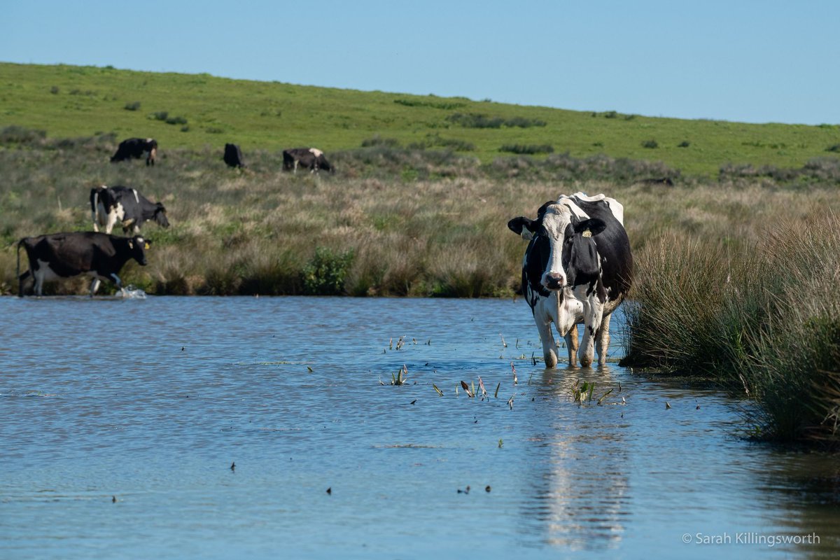 🌊 <a href="/TheCACoast/">The California Coast</a> Commission's September meeting starts today. Agenda items include offshore wind info item, Pt. Reyes Water Quality Strategy and Arcata Wastewater Improvement Project + more.
👉🏾Here's what we're tracking along with the August meeting report. mailchi.mp/01b45351ed10/o…