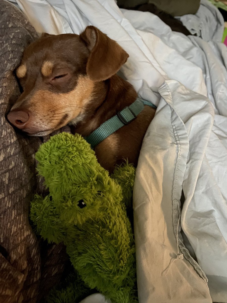 RealLLfan1's tweet photo. A year ago, Jasper was living on the streets. No one claimed him. I get to be his person now and I’m so grateful. 💙🐾 #Dog #AppleEvent #lucyliu https://t.co/IZuo05HKBC