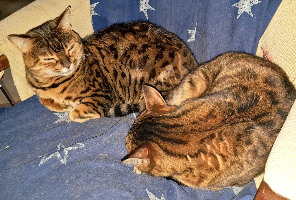 Didi, Carisma, Lobsang & Mort tweet media