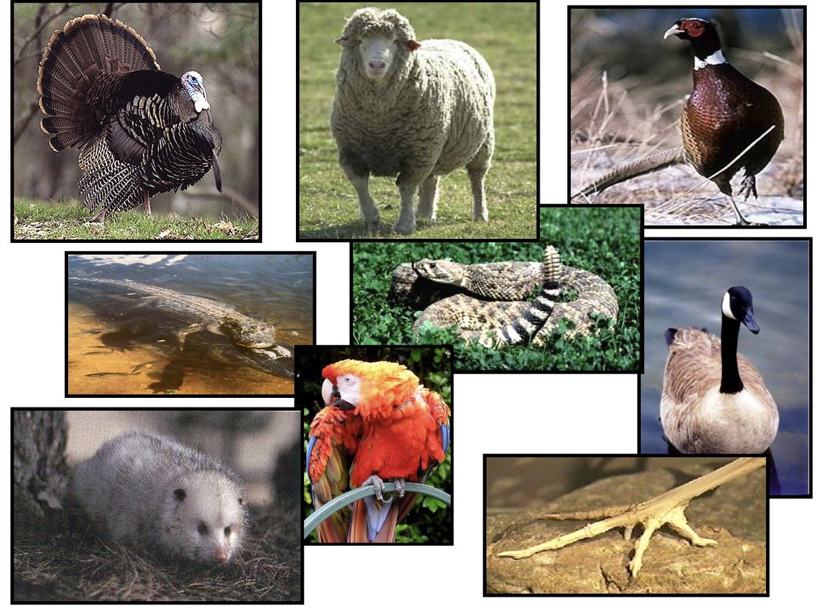 EasyasPlay's tweet image. Did you know that the body coverings of mammals, birds, and reptiles are all made of the same material? It is keratin, a tough protein that does not dissolve in water. 

#utkbiobox #biology
@DerryberryLab @ederry1 @UTK_EEB @UTKHerbarium  @VolsTeach

biologyinabox.utk.edu/unit-6-animal-…