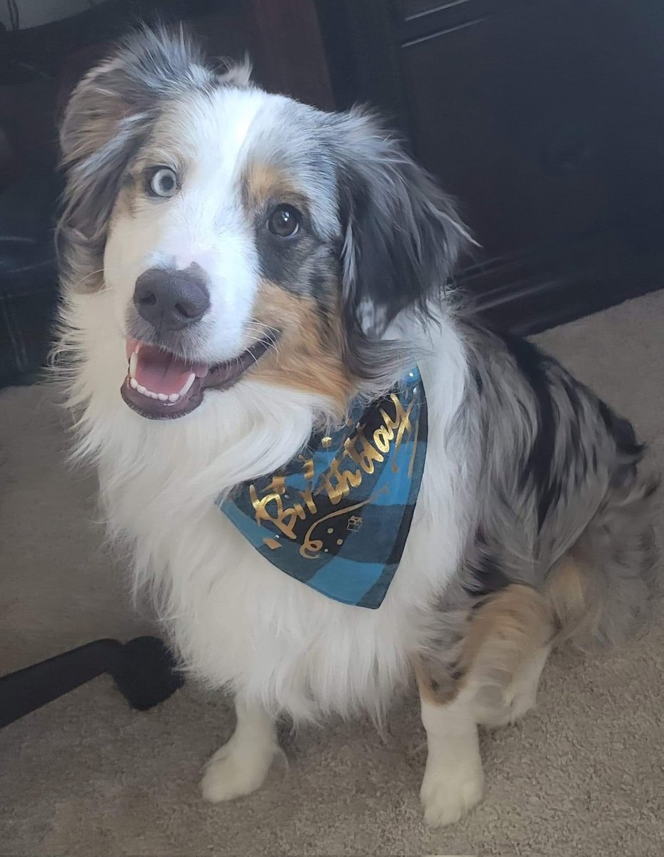 Happy Birthday to me! The Zigster is officially 1 year old!