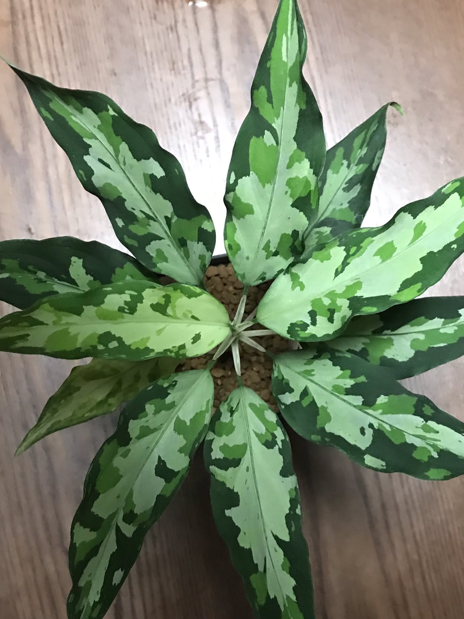 正規タグ付】アグラオネマ pictum ちゃんぷ〜る【AZ1119-5b】 【公式通販】