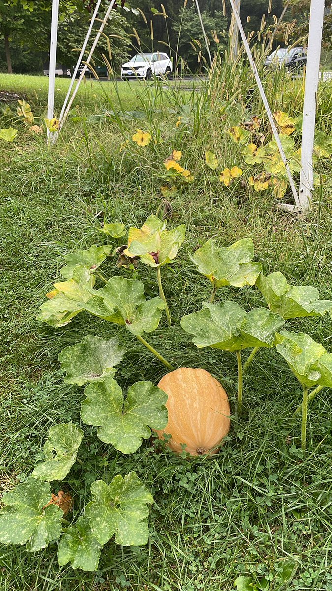 Team 1 found an amazing volunteer pumpkin growing next to our driveway #odswildgoosechase