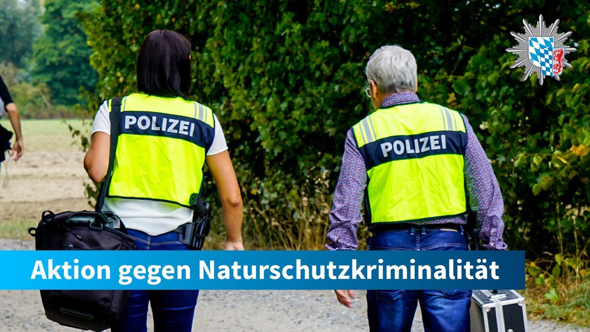 polizeiNB's tweet image. Am Dienstag haben wir bei #Straubing nach Giftködern und getöteten Greifvögeln gesucht. Hintergrund der Absuche: Eine Reihe illegaler Greifvögeltötungen mit dem Kontaktgift #Carbofuran im vergangenen Jahr.

Das Ergebnis der Aktion und weitere Infos hier👇
polizei.bayern.de/aktuelles/pres…