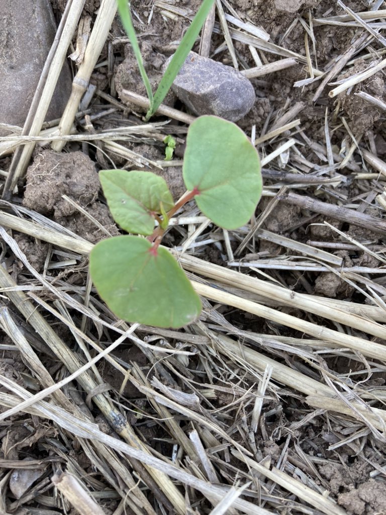 Over winter #covercrop on a clients farm, finally up and away #Regen #buckwheat