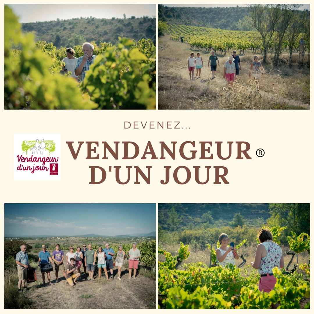 Partir en #vendanges avec Vendangeur d'un jour®, c'est vivre le temps d'une journée, dans la peau d'un vigneron. Trouvez un domaine près de chez vous sur : bit.ly/2o4TtKo  #oenotourisme #vendanges2022  #vigneronindependant #weekend de la #Champagne à l' #Occitanie
