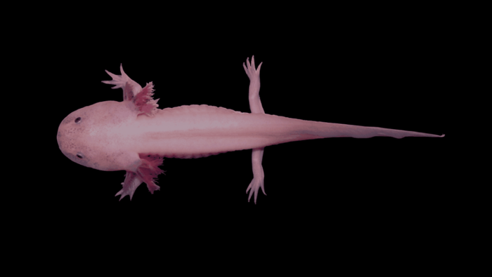 GENbio's tweet photo. #Spatialtranscriptomics on salamanders help unlock the mysteries of brain evolution and #regeneration in a first-ever stereo-seq study on axolotl. Learn more: https://t.co/ozlSCC2xff #neuroscience #traumaticbraininjury #regenerativemedicine https://t.co/CBGkJPPI3I