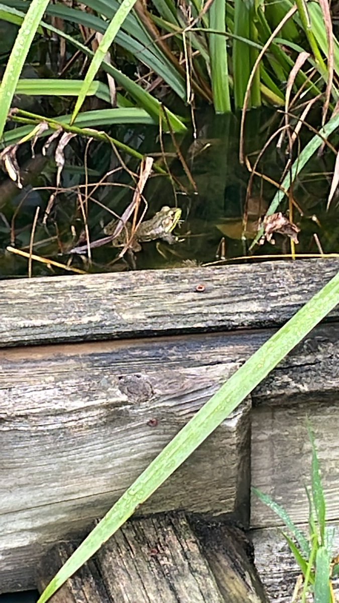 Team 1 found another animal in their home #odswildgoosechase