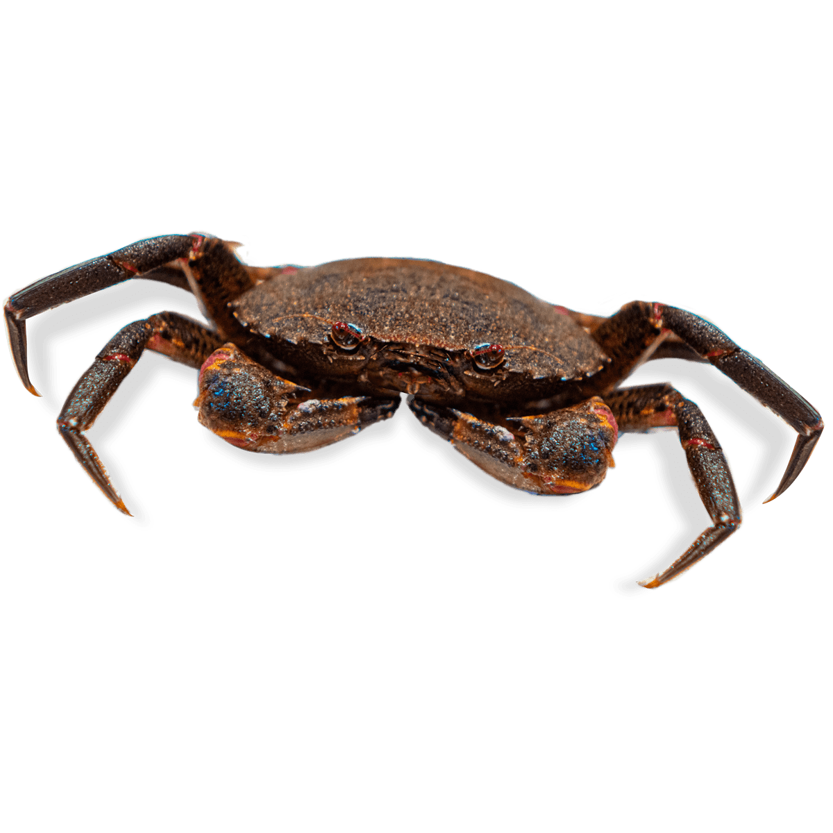 SitheachE's tweet photo. Klawf is a "Zapatero" or  "rock crab" that you can find in iberian coasts ^^. Also it has some aspects of a Nécora, or velvet crab! https://t.co/N0rNF2bvzT