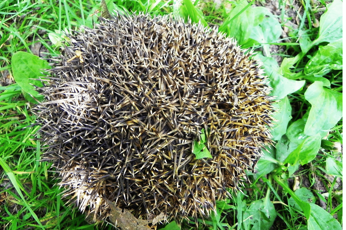 EasyasPlay's tweet image. Hedgehogs do not have quills, they have strong, hollow spines that cannot be released for defense. For defense, it curls into a ball with its spines pointing out! 

#utkbiobox #easyasplay 
@DerryberryLab @ederry1 @UTK_EEB @UTKHerbarium  @VolsTeach

homeandroost.co.uk/blog/hedgehog-…