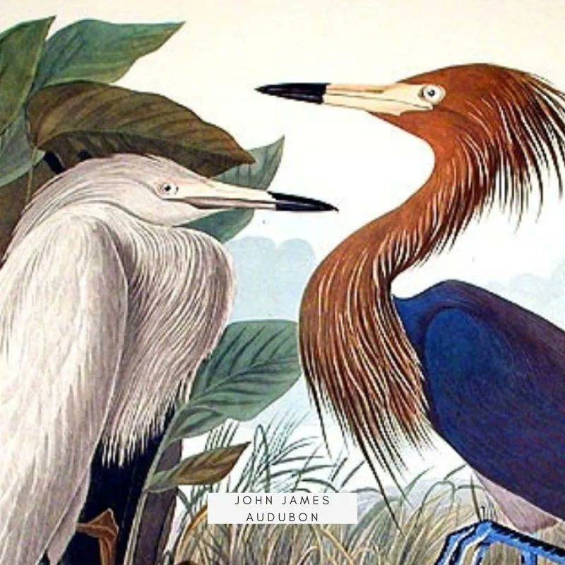 monalovesgustav's tweet photo. Words of Wisdom brought to you by #JohnJamesAudubon this Wednesday. What's Your ArtDNA®? Take the Quiz at https://t.co/6NLYy10Olg and tag us @monalovesgustav 
 #MLG #ArtDNA #Artoftheday #summer #wordsofwisdom#Wednesdayvibe #wednesdaythought #art #love #happy #smile #life https://t.co/cimEE1MyrS