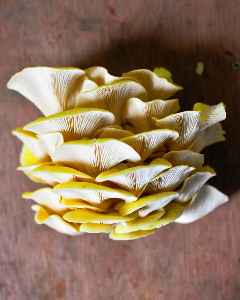 Portobello Schoolyard tweet media