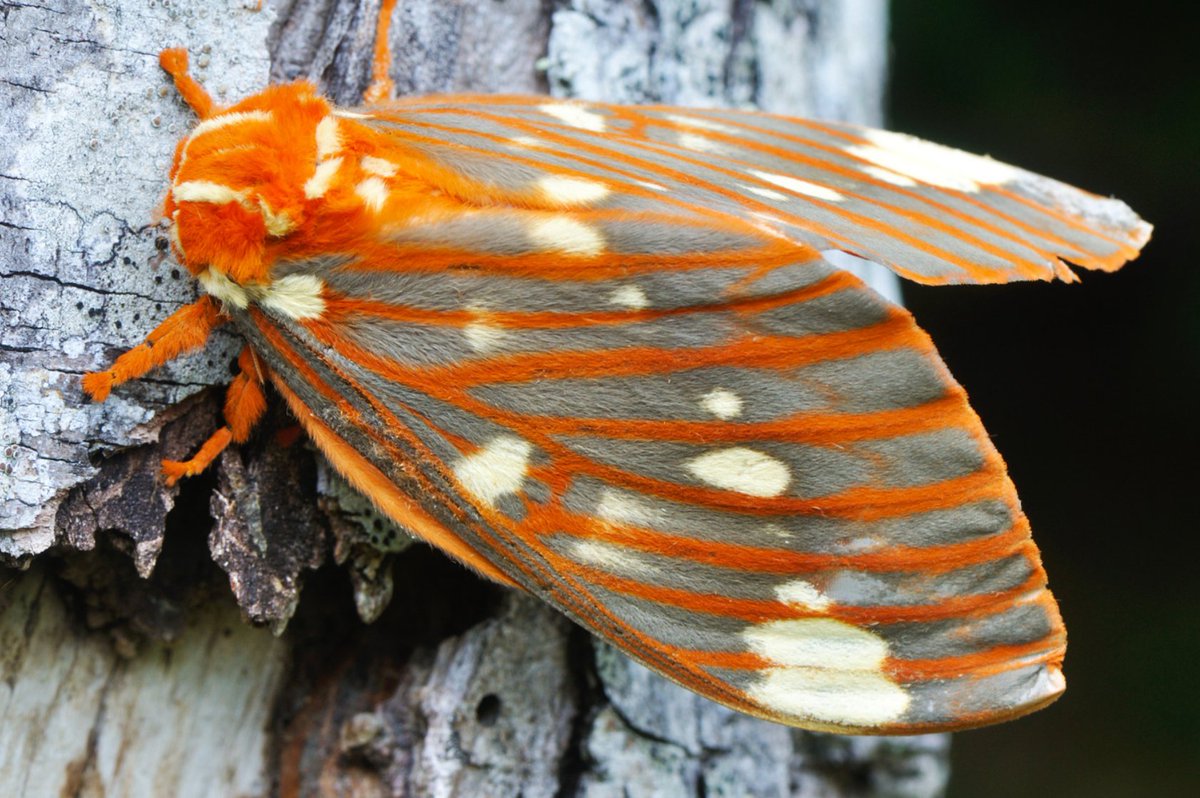 OKWildlifeDept's tweet photo. NORTH AMERICAN MOTHS AND BUTTERFLIES, OR LEPIDOPTERA, ENCOMPASS NEARLY 11,500 SPECIES. MOTHS HAVE FEATHERY ANTENNAE WHILE BUTTERFLIES HAVE KNOBBED ANTENNAE. MOST MOTHS FLY AT NIGHT WHILE BUTTERFLIES ARE ACTIVE DURING THE DAY. LOOK AT HOW UNBELIEVABLY ATTRACTIVE THE REGAL MOTH IS https://t.co/ft8vtSm1Ar