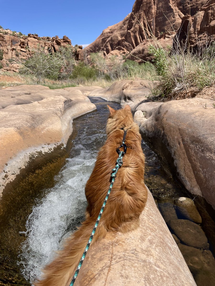 LiebchenTravels's tweet photo. Good morning! Have a beautiful day friends 😻🧡☀️✨👏🏼⭐️ #CatsOfTwitter  #adventurecat #moab #cats #orangecat #AppleEvent #colorado #coloradocat #gogglecat #travelcat https://t.co/sGBDt88u9V