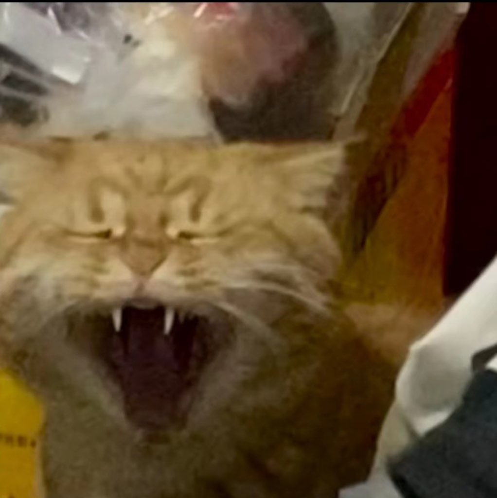 _KimWong's tweet photo. my cat is a MOOD https://t.co/9OeZsPyzXF