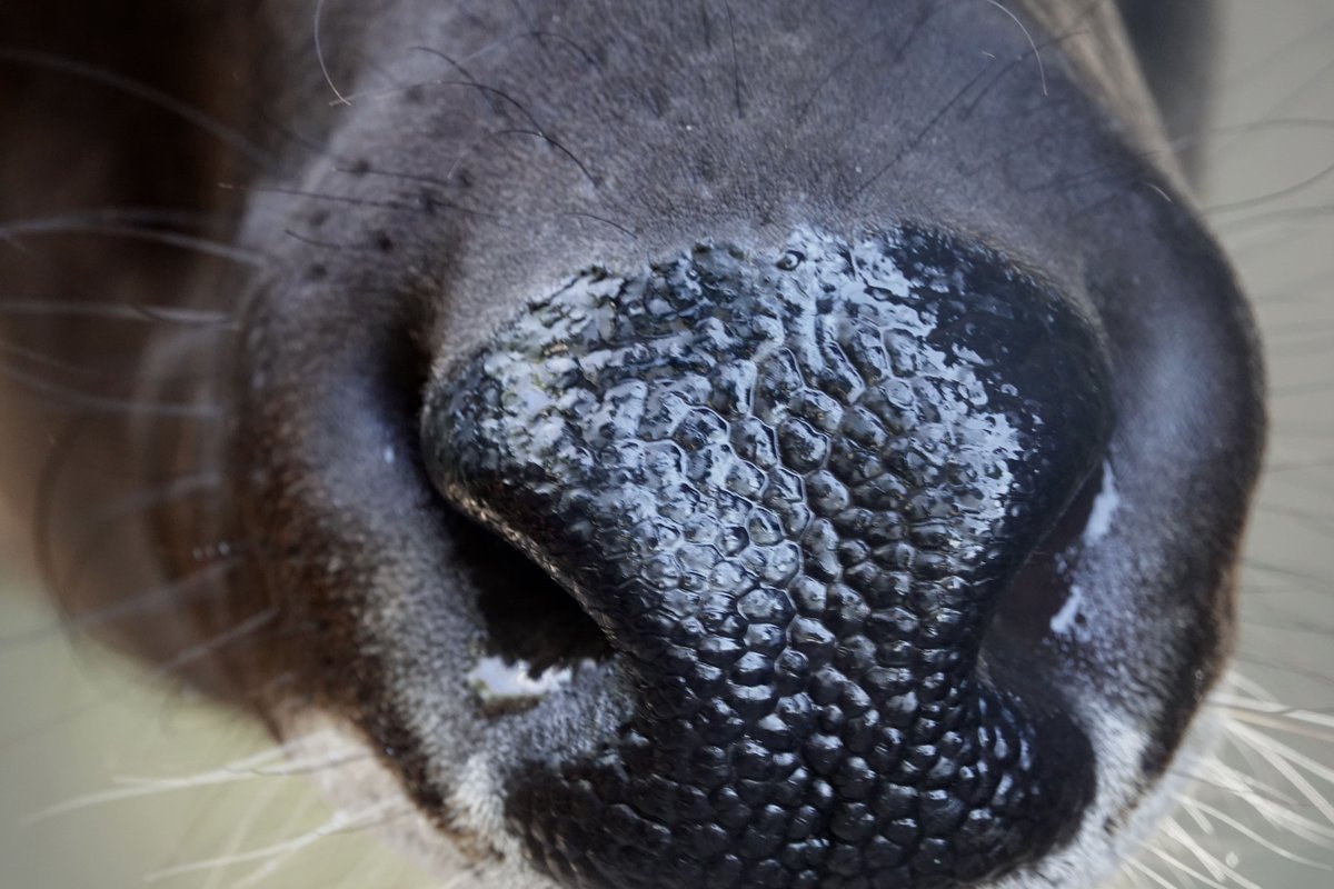NaplesZoo's tweet photo. Do you know the nose? 

Hint: This animal species has a white stripe in between its eyes and nose.
❔
❔
❔

This nose belongs to one of our Bongos, Amali!

#napleszoo #whattodoinnaples #naplesfun #placesinnaples #onlyinnaples #southwestflorida #southwestfl #swflorida https://t.co/sX2mctGh2e