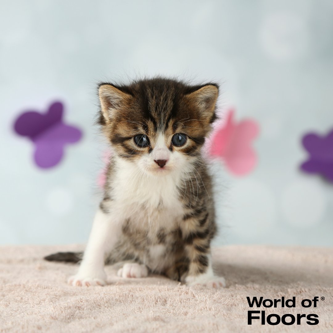 WorldofFloors's tweet image. Prevent snags due to your pet's claws by choosing cut pile carpeting instead of loop pile carpeting. 
#CarpetTips #WorldOfFloors #carpetstore #kittens #puppies #flooringexperts