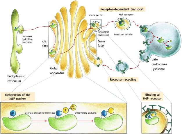 lysogirl's tweet photo. Time to start this year's ESGLD #GraduateCourse❕

Particularly eager to hear all the news Thomas Braulke will bring us on one of my favourite lysosomal enzymes ever: the super-complex, super-necessary &amp; always surprising GalNAc-phosphotransferase 🧐 https://t.co/MSm8VgGGwG
