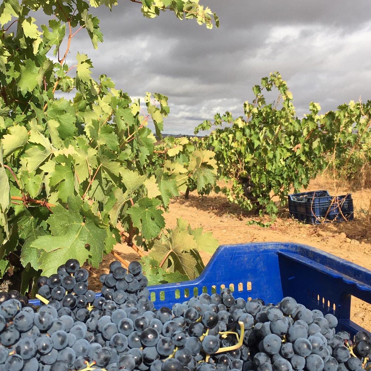 legadodeorniz's tweet photo. Llego el día. Hoy vendimiamos el mayor patrimonio de Legado de Orniz, nuestros viñedos centenarios que dan origen a nuestro EPITAFIO expresando su mayor potencial, profundidad y fineza!!!

Feliz comienzo de vendimia!!!!!

#legadodeorniz #dotoro #vendimia2022 https://t.co/sDsR4zfaEb