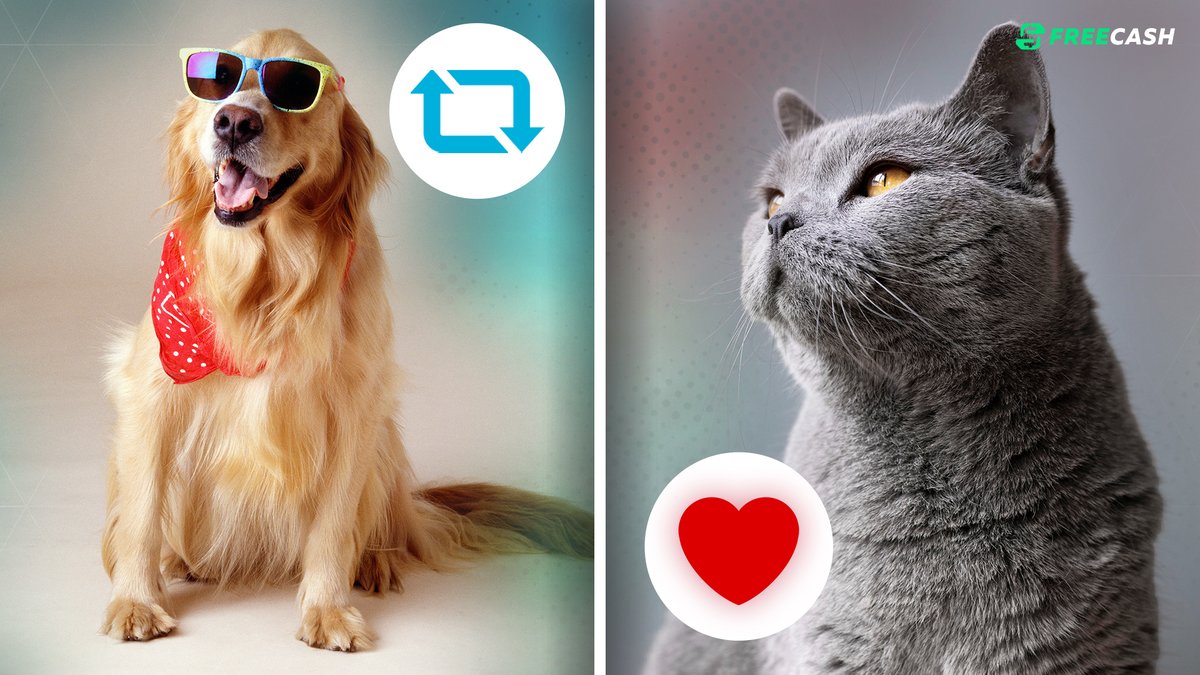 🔄 RT if you are a dog person
❤️ Like if you are a cat person

💬 If you like both or none make sure to tell us what pets you like