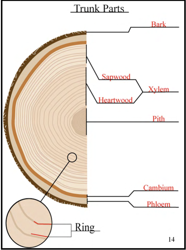 EasyasPlay's tweet image. Did you know that the central core of the tree trunk, the pith, stores sugars and wastes? As trees get older, the xylem crushes the pith and wastes go to the heartwood. 

#utkbiobox #forest #tree
@DerryberryLab @ederry1 @UTK_EEB @UTKHerbarium  @VolsTeach 

biologyinabox.utk.edu/unit-9-forestr…