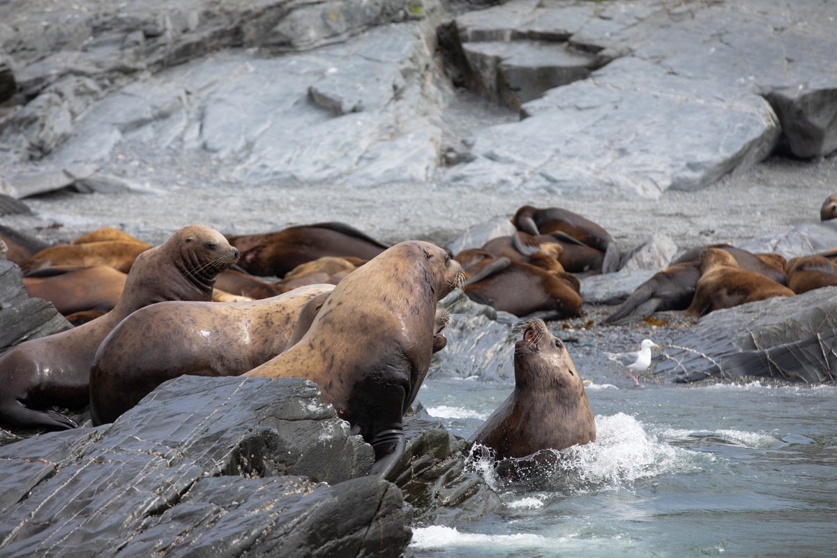 BillyThePhoto's tweet image. Wow, thank you so much @Grape_Apiator for collecting my piece. I can&apos;t wait to take my first photos in @azurbala 🙏 Maybe you can gimme a ride on your plane?