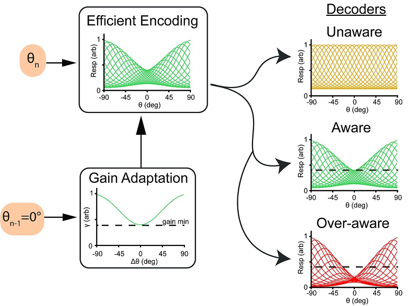 PLOSBiology's tweet photo. Coding principals of early #sensory regions are in constant flux due to adaptation. Tim Sheehan &amp; @serences show that a visual illusion known as #SerialDependence can be explained by a model where readout of the areas also changes dynamically #PLOSBiology https://t.co/EuqIqkAdW1 https://t.co/hv9wz4YuIz